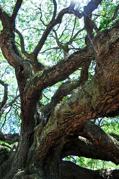 the Angel Oak tree